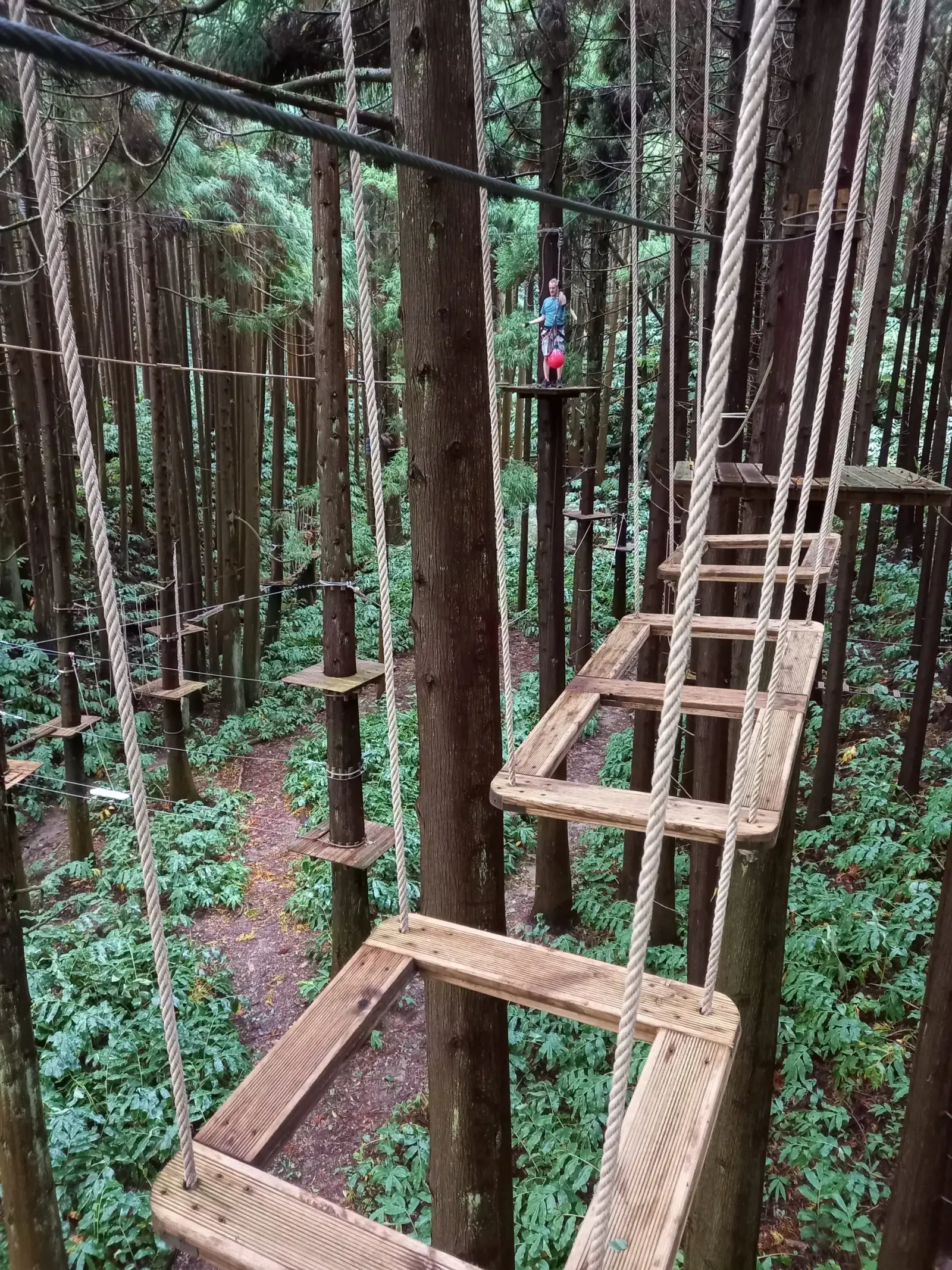 Treetop adventure course in the Azores