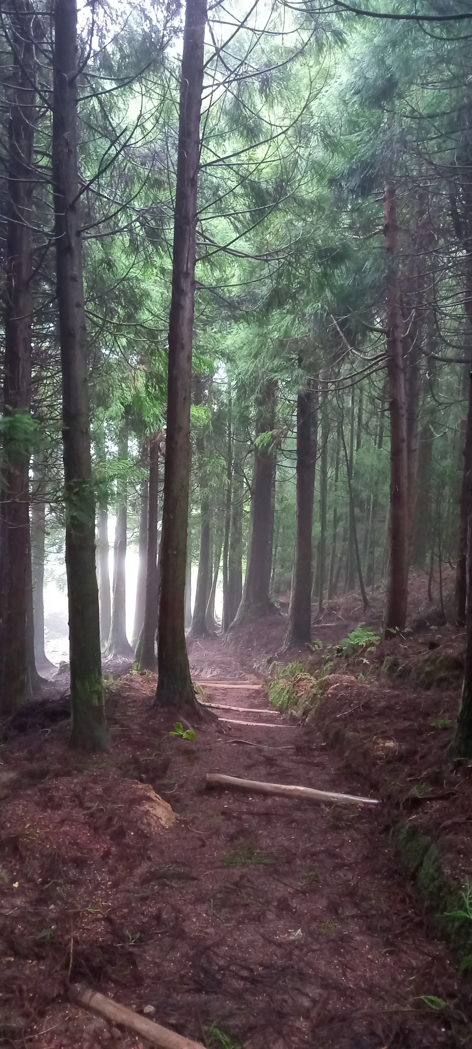 Cryptomeria forest on São Miguel